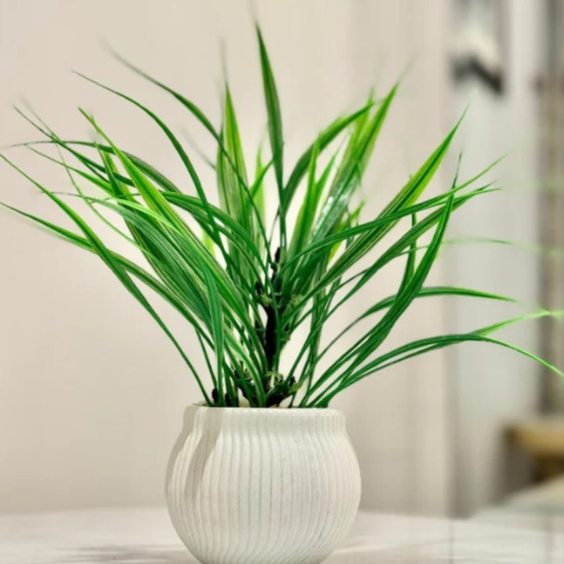 Miniature Tree planter for Home and Office Decor